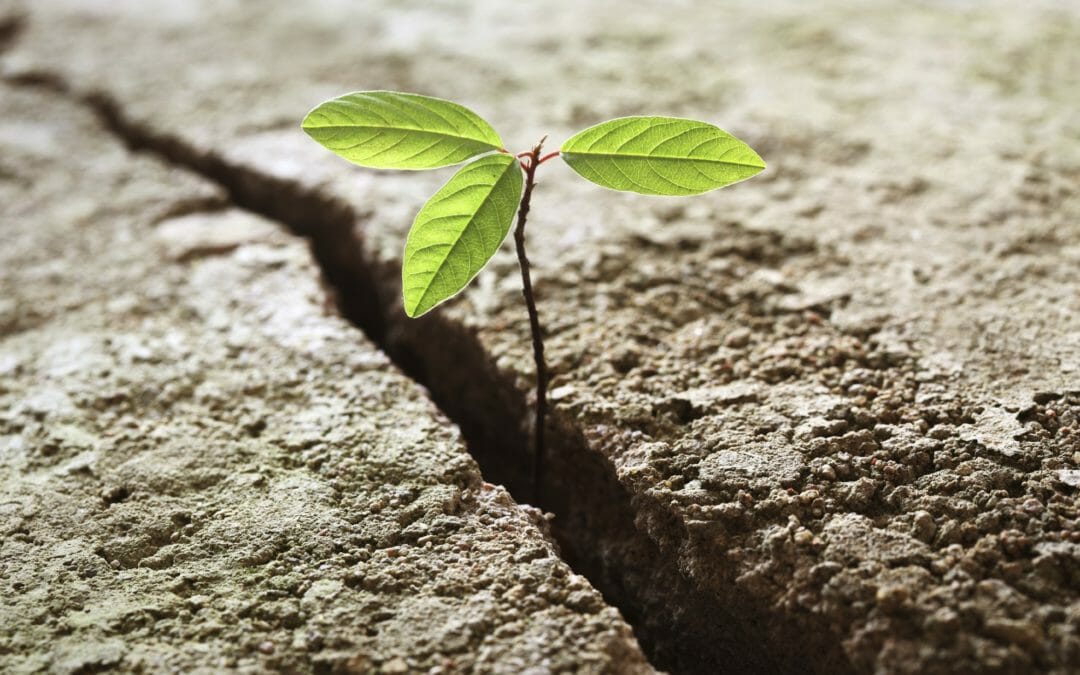 Trauma, resilience, racism: thoughts on moving forward