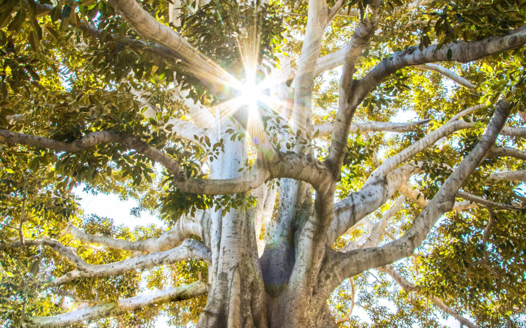 The tree of life
