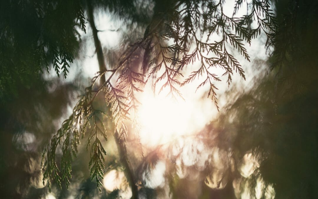 Of trees and thornbushes