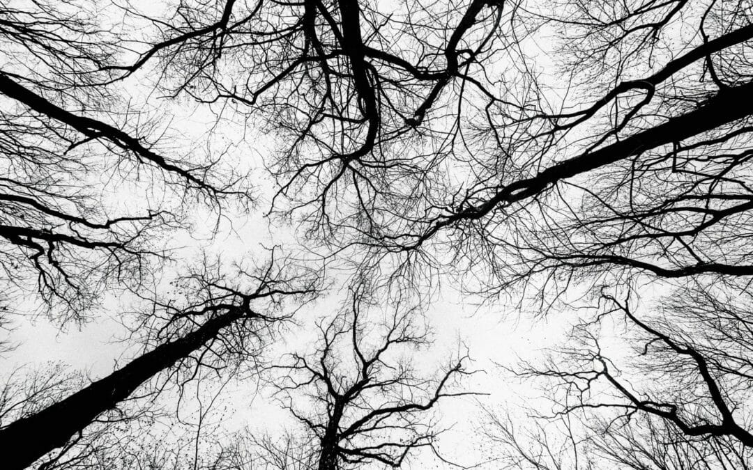 Walk out and look up