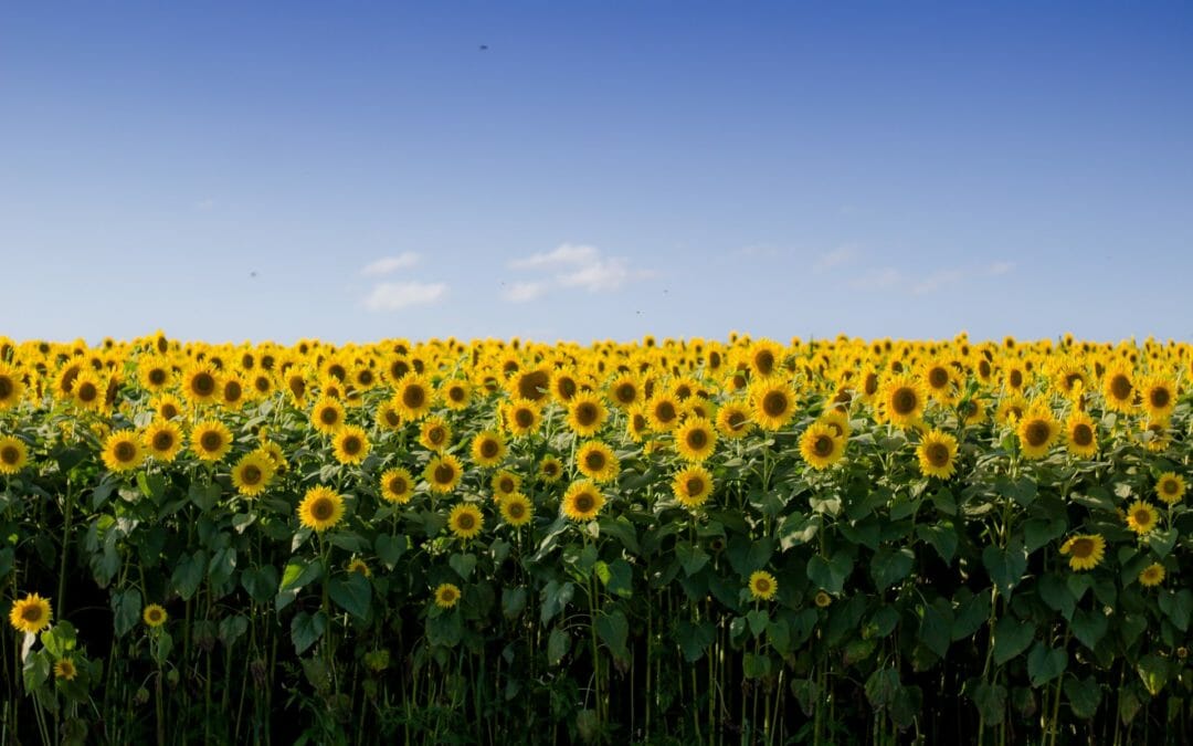 Baptists pray for, stand in solidarity with, Ukraine